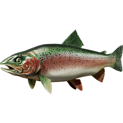 Trout nalepke, samolepilne - AUR112-Life-decor.si