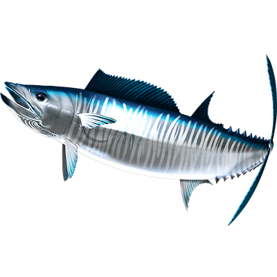 Wahoo nalepke, samolepilne - AUR114-Life-decor.si