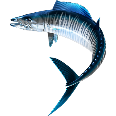 Wahoo nalepke, samolepilne - AUR114-Life-decor.si