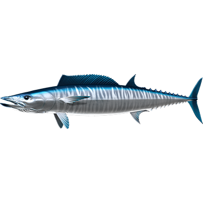 Wahoo nalepke, samolepilne - AUR114-Life-decor.si