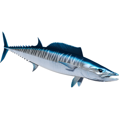 Wahoo nalepke, samolepilne - AUR114-Life-decor.si