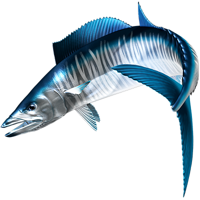 Wahoo nalepke, samolepilne - AUR114-Life-decor.si