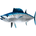 Wahoo nalepke, samolepilne - AUR114-Life-decor.si