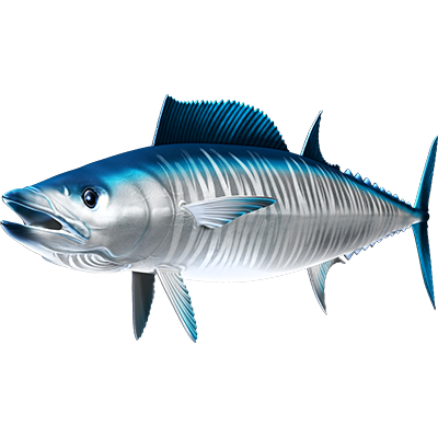 Wahoo nalepke, samolepilne - AUR114-Life-decor.si
