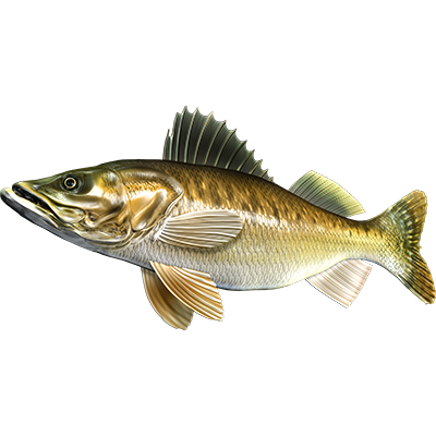 Walleye nalepke, samolepilne - AUR115-Life-decor.si