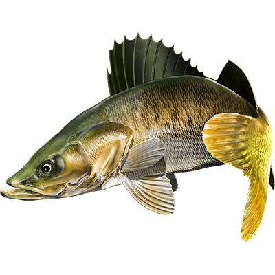 Walleye nalepke, samolepilne - AUR115-Life-decor.si