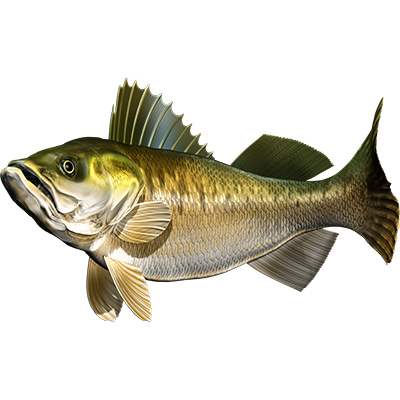 Walleye nalepke, samolepilne - AUR115-Life-decor.si