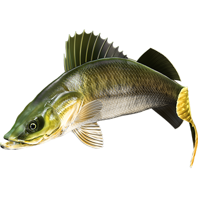 Walleye nalepke, samolepilne - AUR115-Life-decor.si