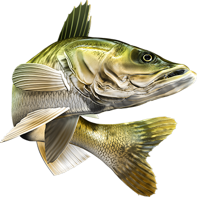 Walleye nalepke, samolepilne - AUR115-Life-decor.si