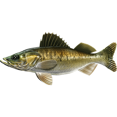 Walleye nalepke, samolepilne - AUR115-Life-decor.si