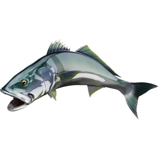 White Seabass nalepke, samolepilne - AUR116-Life-decor.si