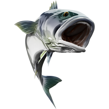 White Seabass nalepke, samolepilne - AUR116-Life-decor.si