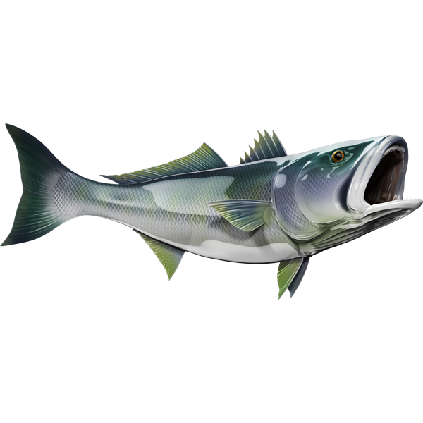 White Seabass nalepke, samolepilne - AUR116-Life-decor.si