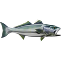 White Seabass nalepke, samolepilne - AUR116-Life-decor.si