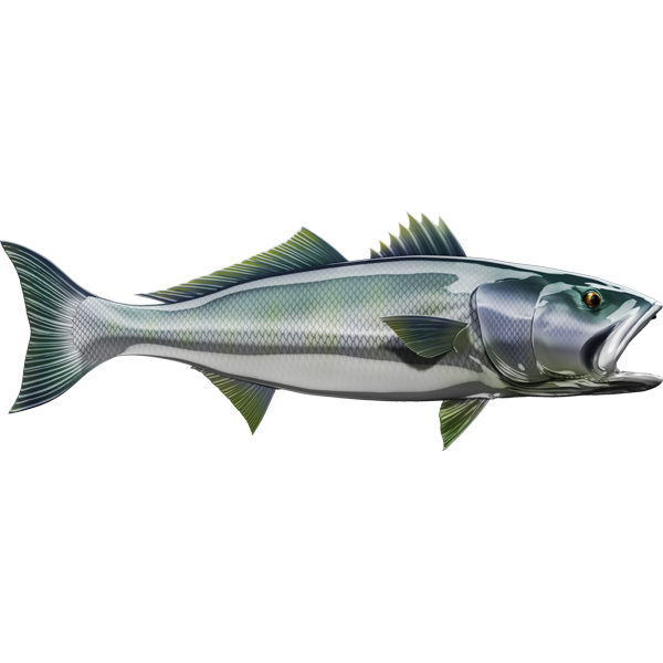 White Seabass nalepke, samolepilne - AUR116-Life-decor.si