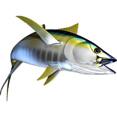 Yellowfin Tuna 2 nalepke, samolepilne - AUR119-Life-decor.si