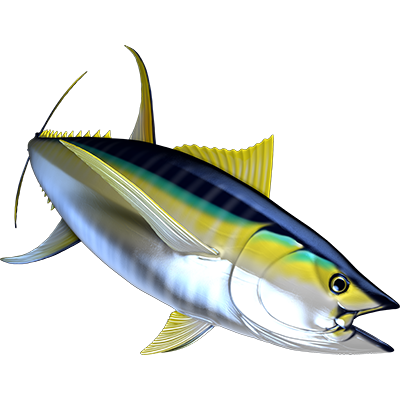 Yellowfin Tuna 2 nalepke, samolepilne - AUR119-Life-decor.si
