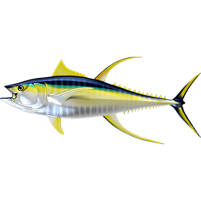 Yellowfin Tuna 2 nalepke, samolepilne - AUR119-Life-decor.si
