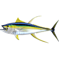 Yellowfin Tuna 2 nalepke, samolepilne - AUR119-Life-decor.si