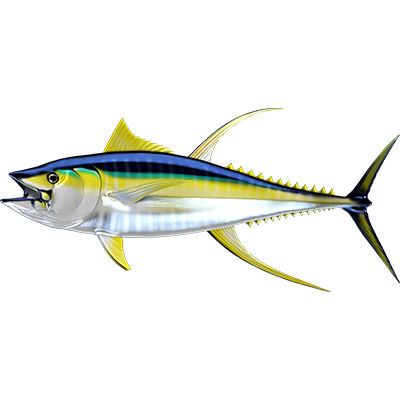 Yellowfin Tuna 2 nalepke, samolepilne - AUR119-Life-decor.si
