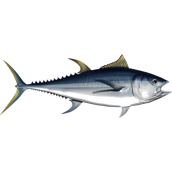 Nalepke za ribe Albacore, samolepilne, 6 različnih modelov - AUR047