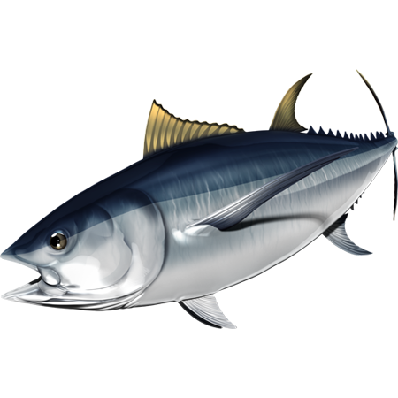 Nalepke za ribe Albacore, samolepilne, 6 različnih modelov - AUR047