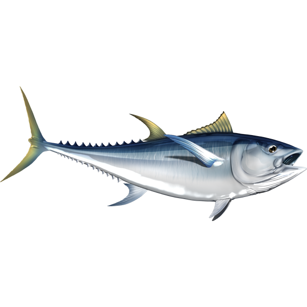 Nalepke za ribe Albacore, samolepilne, 6 različnih modelov - AUR047