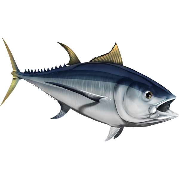 Nalepke za ribe Albacore, samolepilne, 6 različnih modelov - AUR047