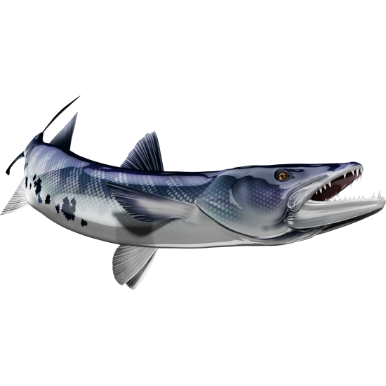 Nalepke za ribe Barracuda, samolepilne, 6 različnih modelov - AUR048