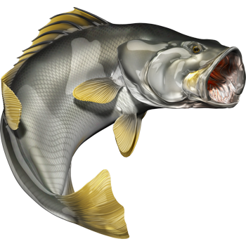 Nalepke za ribe Barramundi, samolepilne, 6 različnih modelov - AUR049