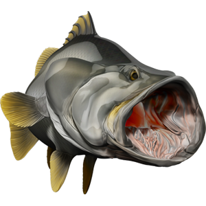 Nalepke za ribe Barramundi, samolepilne, 6 različnih modelov - AUR049