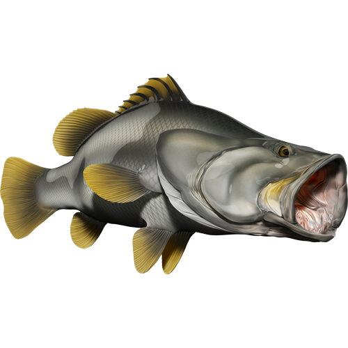 Nalepke za ribe Barramundi, samolepilne, 6 različnih modelov - AUR049