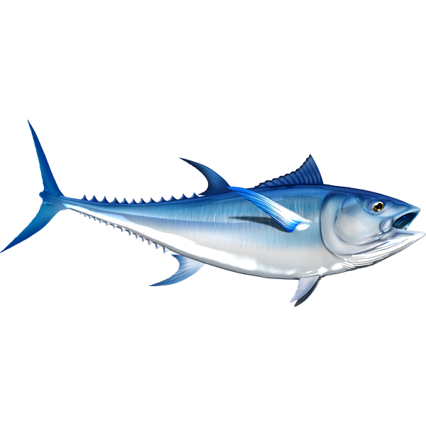 Nalepke za modroplavutega tuna, samolepilne, 6 različnih modelov - AUR051