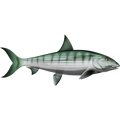 Bonefish ribje nalepke, samolepilne, 6 različnih dizajnov - AUR054