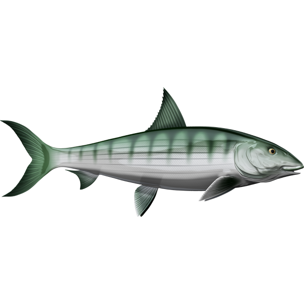 Bonefish ribje nalepke, samolepilne, 6 različnih dizajnov - AUR054