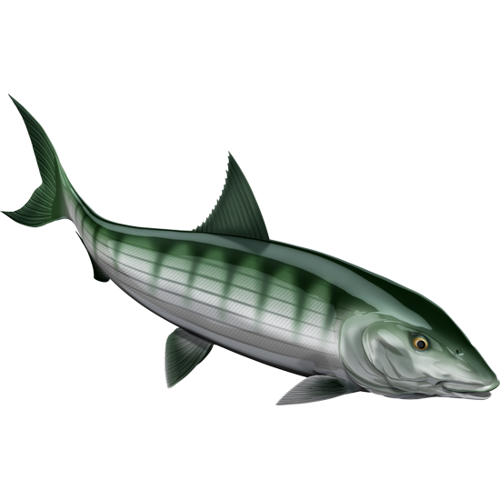 Bonefish ribje nalepke, samolepilne, 6 različnih dizajnov - AUR054