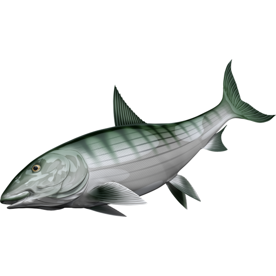 Bonefish ribje nalepke, samolepilne, 6 različnih dizajnov - AUR054