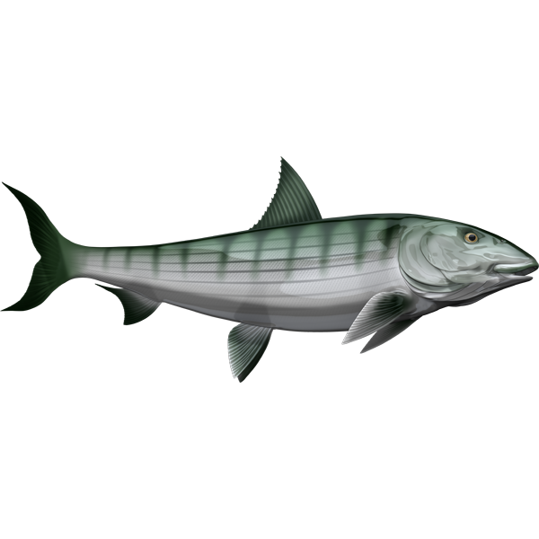 Bonefish ribje nalepke, samolepilne, 6 različnih dizajnov - AUR054