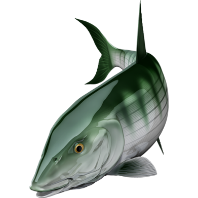 Bonefish ribje nalepke, samolepilne, 6 različnih dizajnov - AUR054