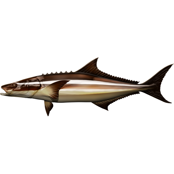 Cobia riba naljepnice, samoljepljive, 6 različitih dizajna - AUR059