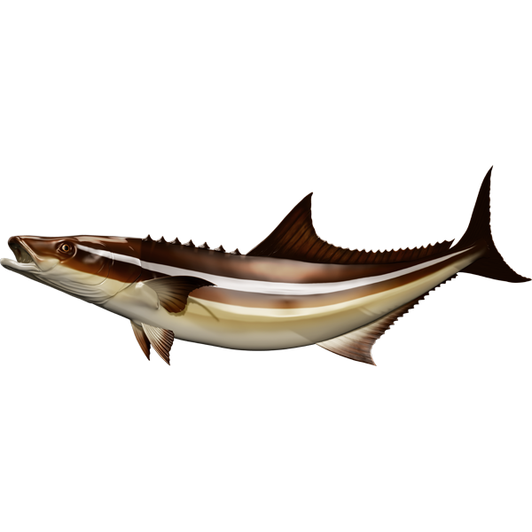 Cobia riba naljepnice, samoljepljive, 6 različitih dizajna - AUR059