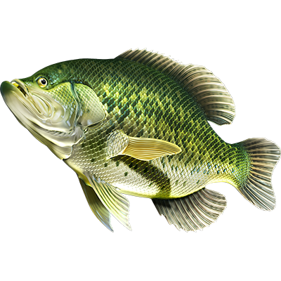 Crappie riba naljepnice, samoljepljive, 6 različitih dizajna - AUR060
