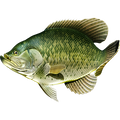 Crappie riba naljepnice, samoljepljive, 6 različitih dizajna - AUR060
