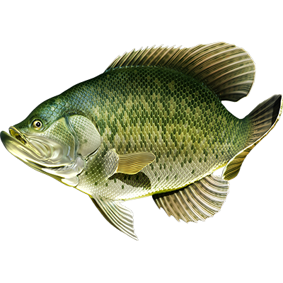 Crappie riba naljepnice, samoljepljive, 6 različitih dizajna - AUR060