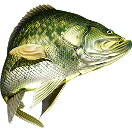 Crappie riba naljepnice, samoljepljive, 6 različitih dizajna - AUR060