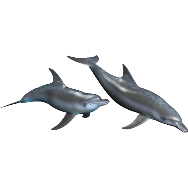Nalepke Dolphins delfini, samolepilne, 3 različne velikosti - AUR063