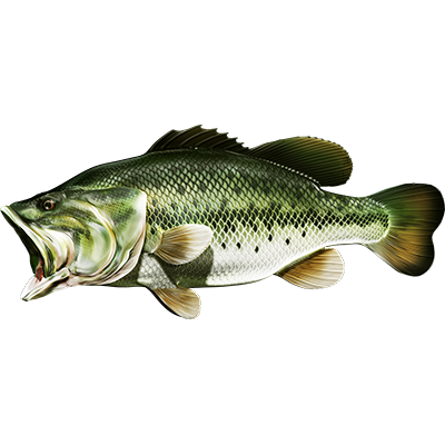 Largemouth Bass nalepke, samolepilne - AUR077