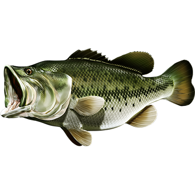 Largemouth Bass nalepke, samolepilne - AUR077