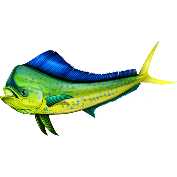 Nalepke Mahi Mahi, samolepilne - AUR080