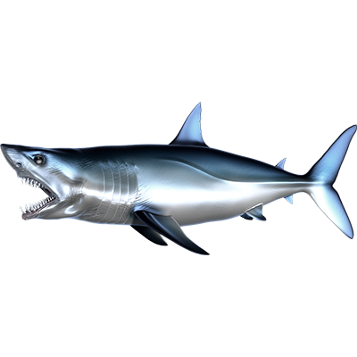 Nalepke Mako Shark, samolepilne - AUR082